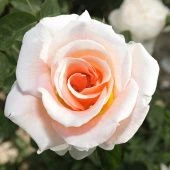 Роза Салли Холмс Канадская (плетистая) (Садовита)