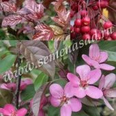 Яблоня декоративная Скарлет (ПОИСК)