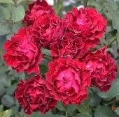 Роза Омаж а Барбара чайно-гибридная (Сиб сад)