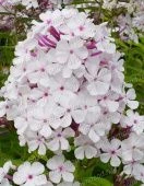 Флокс Нирвана метельчатый  (ПОИСК)