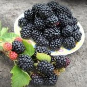 Ежевика Вождь Джозеф  (ПОИСК)