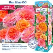 Роза Вип Нью ОО чайно-гибридная (Сиб сад)