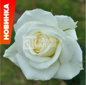 Роза Бьянка чайно-гибридная (Барнаул)