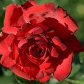 Роза Мессир Дельбар плетистая (Золотая сотка Алтая)