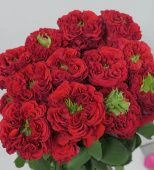 Роза Ред Монстр чайно-гибридная (Барнаул)