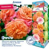 Роза Алоха плетистая (Сиб сад)