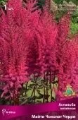 Астильба китайская Майти Чоколат Черри (ПОИСК)