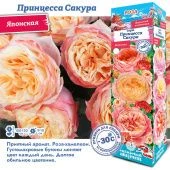 Роза Принцесса Сакура японская (Сиб сад)