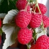 Малина Таруса (ПОИСК)