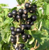 Смородина черная Селеченская (ПОИСК)