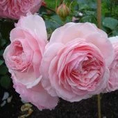 Роза Мария Терезия Флорибунда (Садовита)