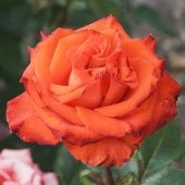 Роза Мерседес Флорибунда (Садовита)