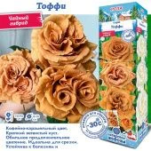 Роза Тоффи чайно-гибридная (Сиб Сад)