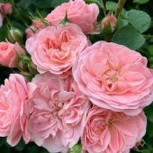 Роза Байландо флорибунда (Сиберика)