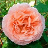 Роза Абрахам Дерби Шраб (Английская) (Садовита)