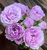 Роза Стерлинг Сенсейшен спрей (Сиб сад)