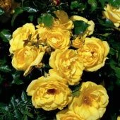 Роза Эмиль Нольде шраб (Сиберика)