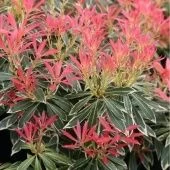 Пиерис японский Флэминг Сильвер P9 (КолорЛайн)