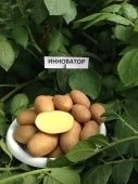 Картофель Инноватор Элита белоклубневый раннеспелый сетка 30кг +/-2% (Тюмень)