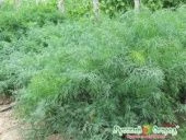 Укроп Кустовое Чудо 2г (НК)