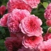 Роза Лес Кватре Сизонс (Золотая сотка Алтая)