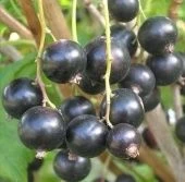 Смородина черная Пигмей (ПОИСК)