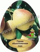 Груша Лада (ПОИСК)