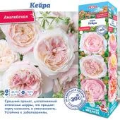 Роза Кейра английская (Сиб сад)