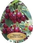 Черешня Валерий Чкалов (в коробке) (ПОИСК)