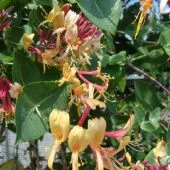 Жимолость Гекротта Голдфлейм (ПОИСК)