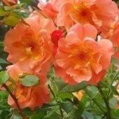 Роза Вестерленд шраб (Золотая сотка Алтая)