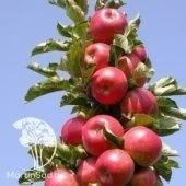 Яблоня колонновидная Стрела (в коробке)  (ПОИСК)