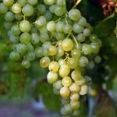 Виноград плодовый Бианка  (ПОИСК)