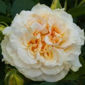 Роза Комтесса чайно-гибридная ЭКОНОМ (Барнаул)