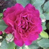 Роза Вагулетта японская флорибунда (Золотая сотка Алтая)