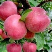 Яблоня Мечта (в коробке) (ПОИСК)