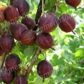 Крыжовник Консул (ПОИСК)