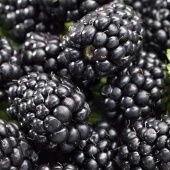 Ежевика Навахо (ПОИСК)