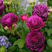 Роза Эбб Тайд флорибунда (Золотая сотка Алтая)