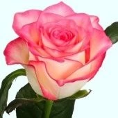 Роза Джумилия чайно-гибридная (Золотая сотка Алтая)