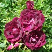 Роза Бургунди Айс флорибунда (Семена Алтая)