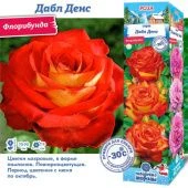 Роза Дабл Денс флорибунда (Сиб сад)