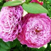 Роза Вентило шраб (Золотая сотка Алтая)