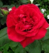 Роза Дино де Лаурентис шраб (Золотая сотка Алтая)