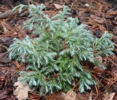 Кипарисовик горохоплодный Бульвар P9 15-20 (КолорЛайн)