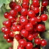 Смородина красная Ненаглядная (ПОИСК)