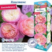Роза Констанс английская (Сиб сад)