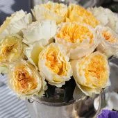 Роза Беатрис чайно-гибридная (Золотая сотка Алтая)