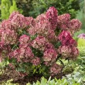 Гортензия метельчатая Петит Стар P12 конт (КолорЛайн)