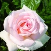 Роза Александр Пушкин чайно-гибридная (Барнаул)